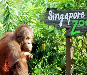 สวนสัตว์สิงคโปร์