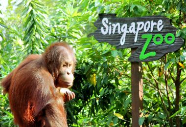 싱가포르 동물원 명소 인기 사진