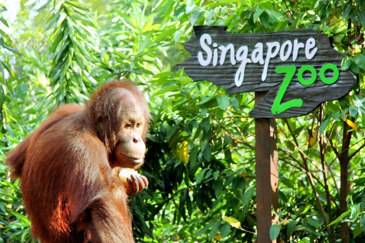 singapore-zoo-travel-guidebook-must-visit-attractions-in-singapore