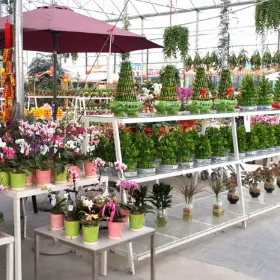 Flower Town