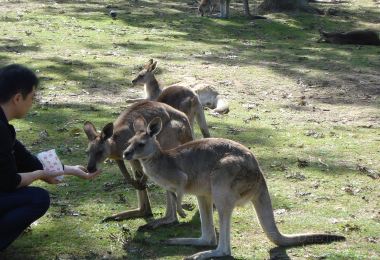 Lone Pine Koala Sanctuary Popular Attractions Photos