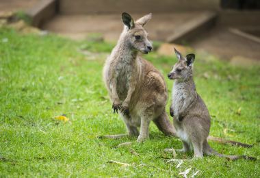 Kangaroo Valley Popular Attractions Photos