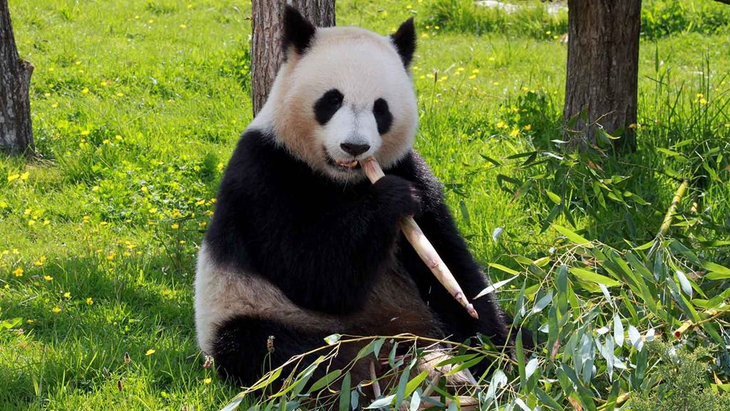 海南熱帶野生動植物園