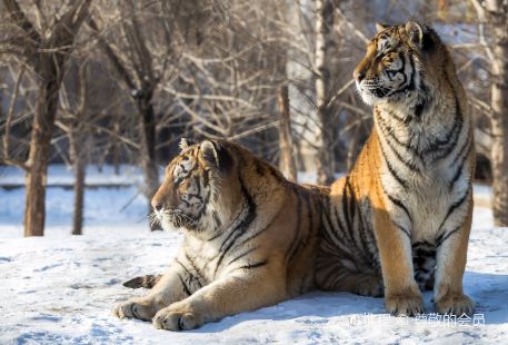 Northeast Tiger Forest Park in Changbai Mountain