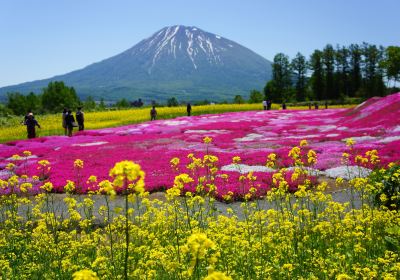 三島さんの芝桜庭園