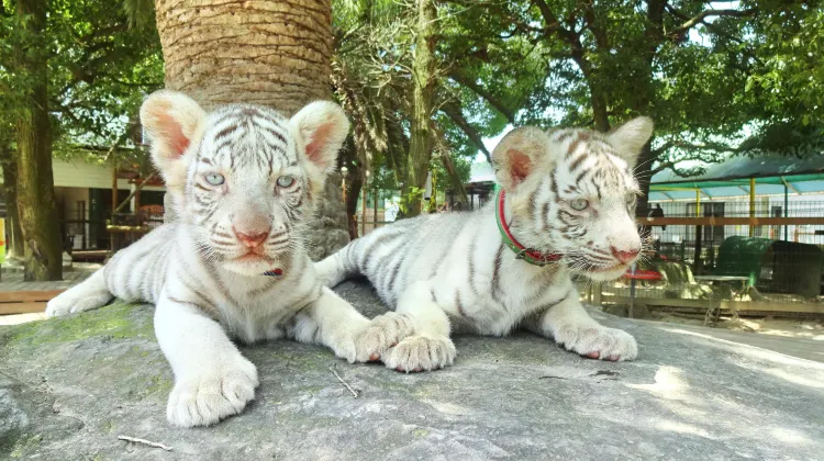 しろとり動物園のレビュー しろとり動物園のチケット しろとり動物園の割引 しろとり動物園の交通機関 所在地 営業時間 しろとり動物園周辺の観光スポット ホテル グルメ Trip Com