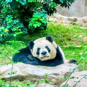 澳門大熊貓館