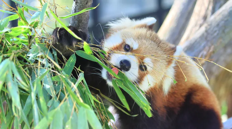 旭川 旭山動物園 評判 案内 トリップドットコム