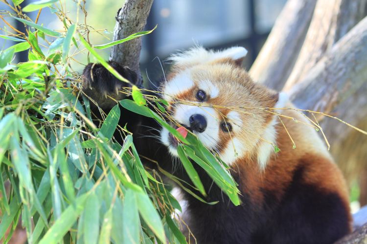 旭川 旭山動物園 評判 案内 トリップドットコム