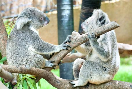 koala conservation centre