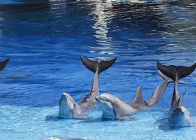 Sea Life Park Hawaii