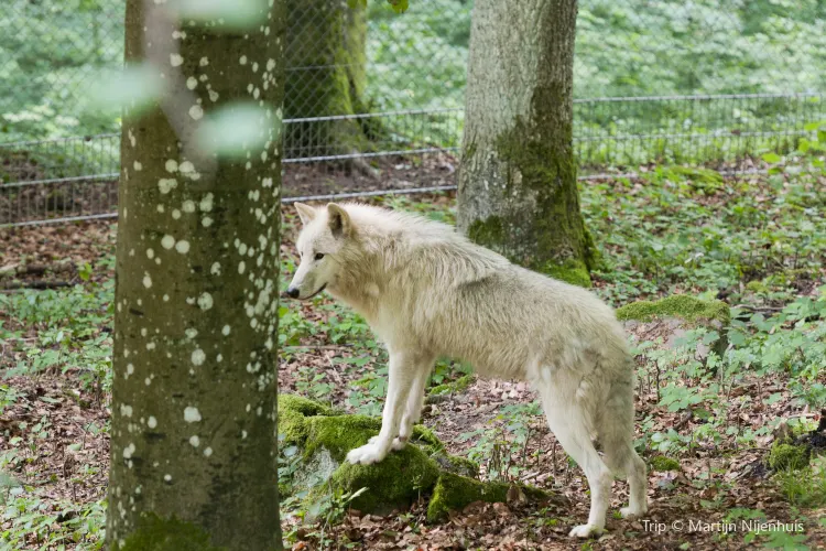 Eagle And Wolf Park Kasselburg Adler Und Wolfspark Kasselburg 旅遊攻略指南 Eagle And Wolf Park Kasselburg Adler Und Wolfspark Kasselburg 評價 Eagle And Wolf Park Kasselburg Adler Und Wolfspark Kasselburg 附近推薦 Trip Com