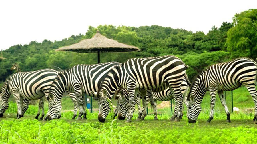 선양 삼림동물원