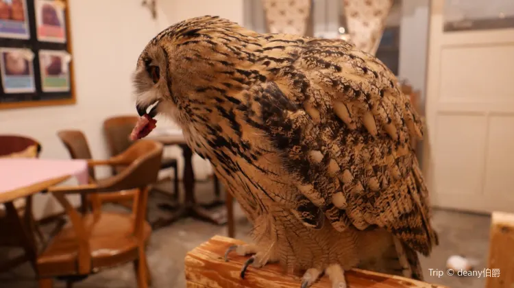 Cafe Hoot Hoot Travel Guidebook Must Visit Attractions In Tokyo Cafe Hoot Hoot Nearby Recommendation Trip Com Cafe Hoot Hoot Travel Guidebook Must Visit Attractions In Tokyo Cafe Hoot Hoot Nearby Recommendation Trip Com