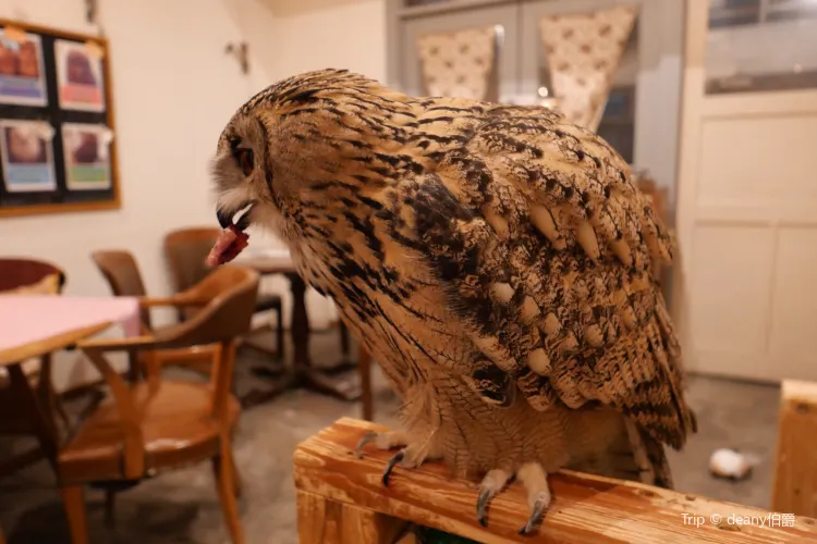 Cafe Hoot Hoot Travel Guidebook Must Visit Attractions In Tokyo Cafe Hoot Hoot Nearby Recommendation Trip Com Cafe Hoot Hoot Travel Guidebook Must Visit Attractions In Tokyo Cafe Hoot Hoot Nearby Recommendation Trip Com