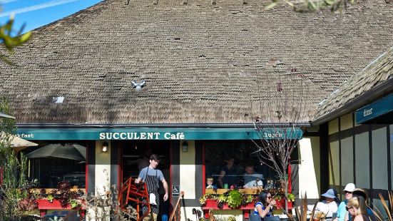 Succulent Cafe