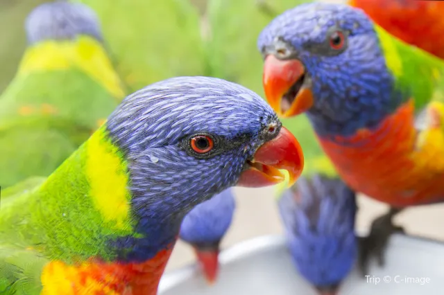 可倫賓野生動物保護園