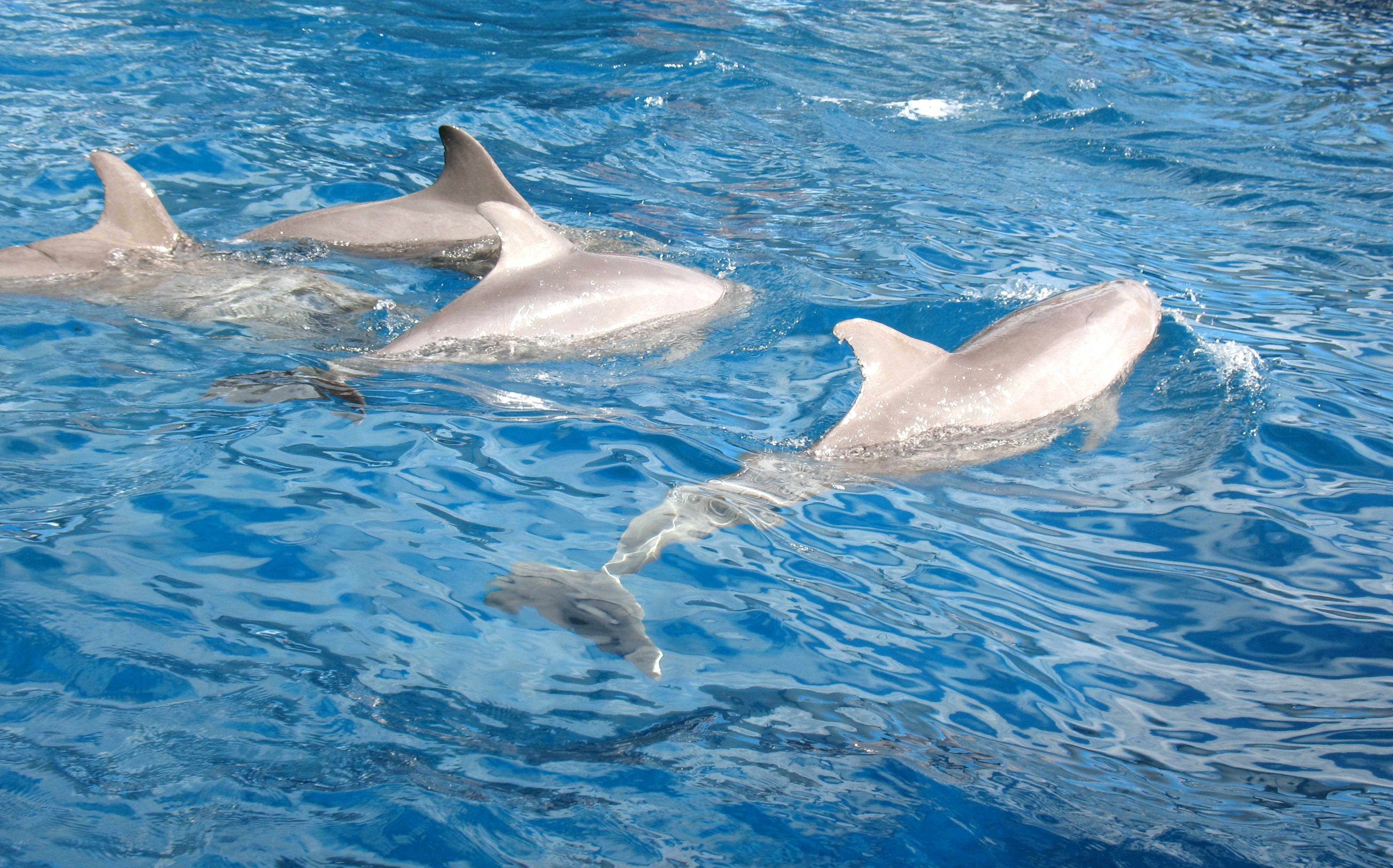 Miami Seaquarium, Miami - Book Tickets & Tours