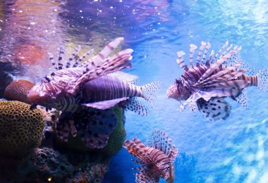 Samui Aquarium and Tiger Garden Popular Attractions Photos