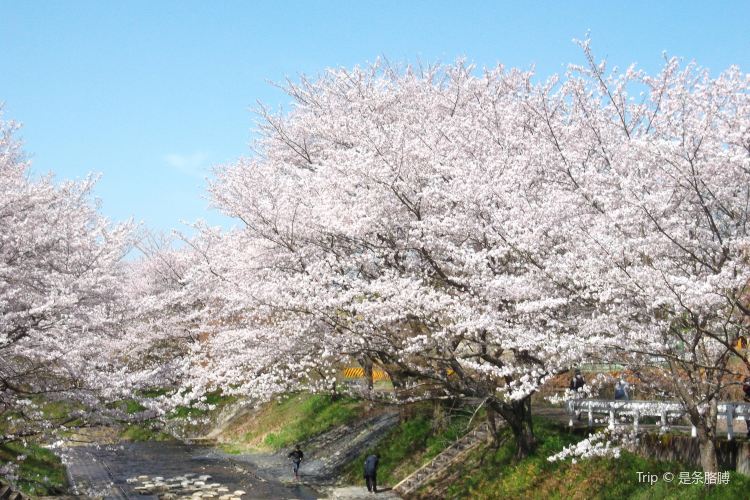 井出 玉川の桜 評判 案内 トリップドットコム