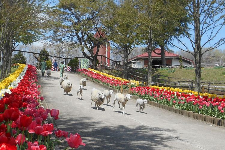 那須林道湖湖景遊樂園旅遊攻略指南 那須林道湖湖景遊樂園評論 那須林道湖湖景遊樂園附近推薦 Trip Com