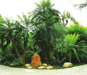 Millennium Cycad Garden