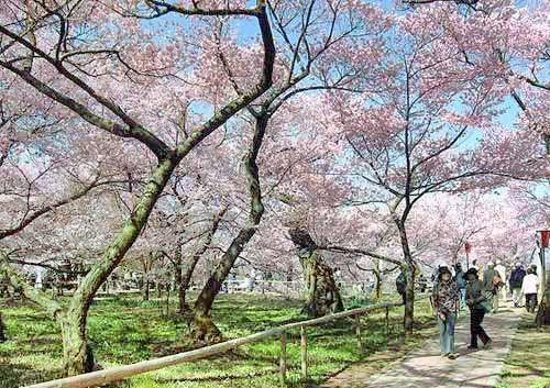 櫻花園旅遊攻略指南 櫻花園評論 櫻花園附近推薦 Trip Com