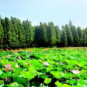 Qingshui Pool Tourist Resort