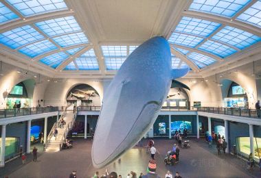 American Museum of Natural History Popular Attractions Photos