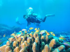 Dadonghai diving