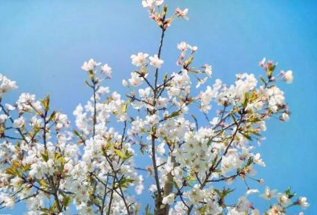 Pear Flower Festival in Guanchang Township, Qinglong County
