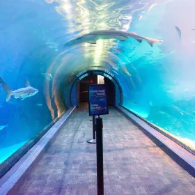 冒險水族館