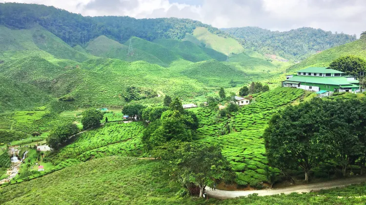 Tanah Rata Bharat Tea Plantation Cameron Valley Travel Guidebook Must Visit Attractions In Cameron Highlands Tanah Rata Bharat Tea Plantation Cameron Valley Nearby Recommendation Trip Com
