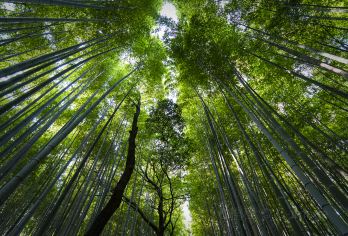 Arashiyama Bamboo Grove Popular Attractions Photos
