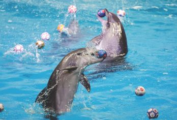 Dubai Dolphinarium Popular Attractions Photos