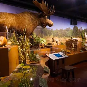 Museum of Comparative Zoology