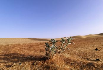 두바이 사막 보존 지역 명소 인기 사진