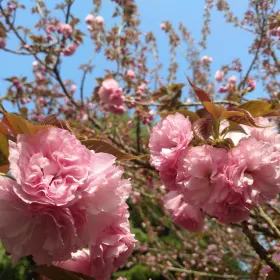 櫻花園