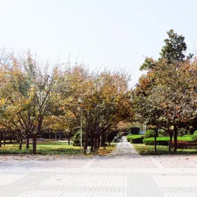 Sakura Square
