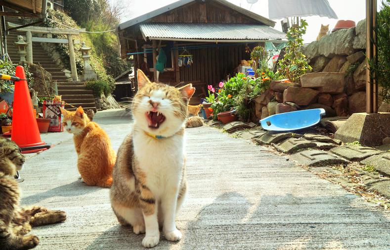 Cat lover? Try a trip to Aoshima Island, Ozu Japan