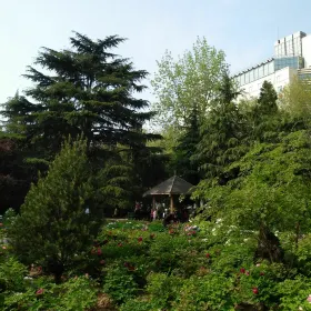 Peony Garden, Bishagang Park