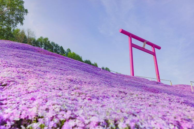 東藻琴芝櫻公園旅遊攻略指南 東藻琴芝櫻公園評價 東藻琴芝櫻公園附近推薦 Trip Com