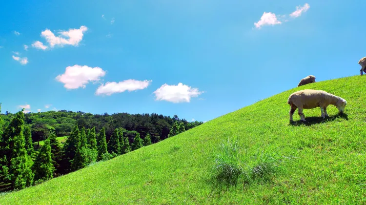 Rokkosan Pasture Travel Guidebook Must Visit Attractions In Kobe Rokkosan Pasture Nearby Recommendation Trip Com