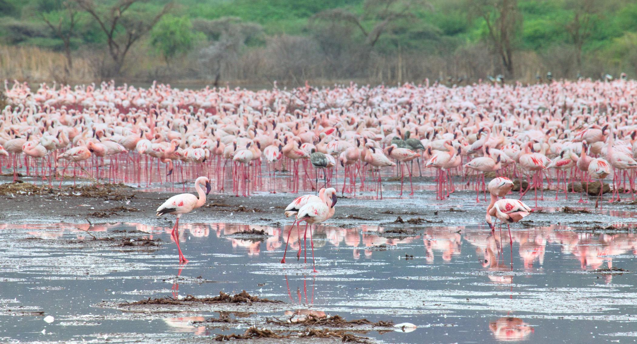 ナイロビ Lake Bogoria 評判 案内 トリップドットコム