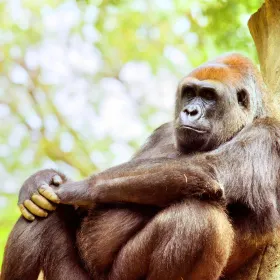 Zoo Atlanta