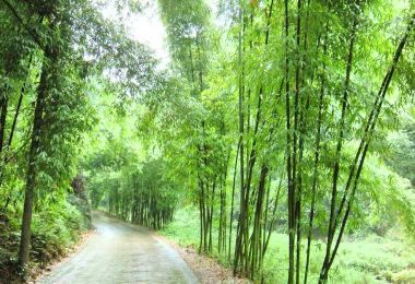 루거우(노구) 대나무숲 명소 인기 사진