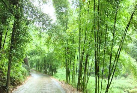 루거우(노구) 대나무숲