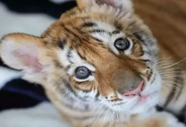 Changsha Ecological Zoo Popular Attractions Photos