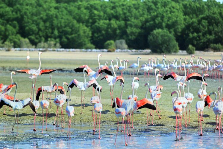 Ras Al Khor Wildlife Sanctuary travel guidebook –must visit attractions in Dubai – Ras Al Khor Wildlife Sanctuary nearby recommendation – Trip.com