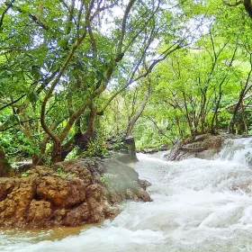 水上森林